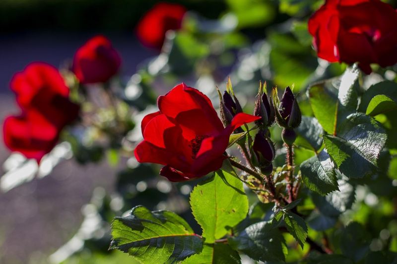 Александр ИвAнов