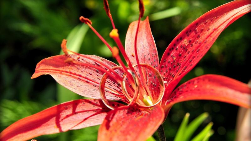 Кристина Серебренникова