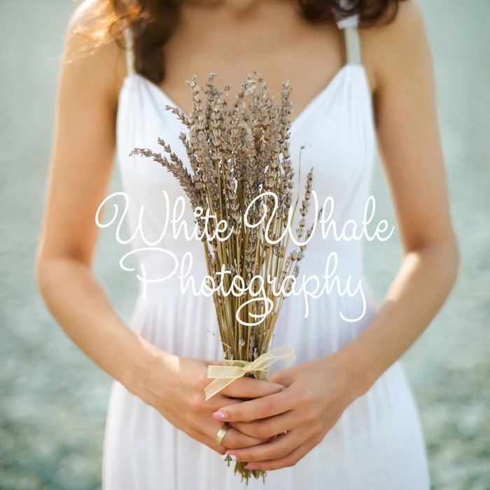 White Whale Photography