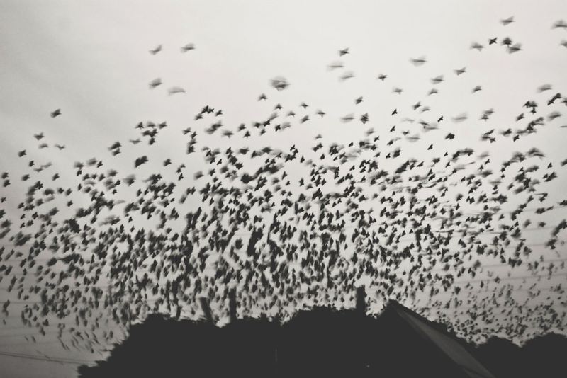 Надя Художник