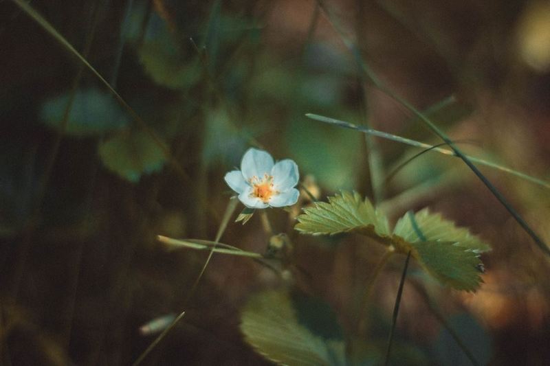 Ольга Анташкевич