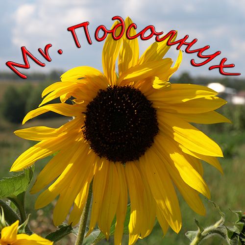 Mr. Подсолнух