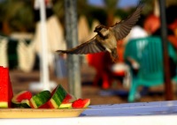 Алена Адаева