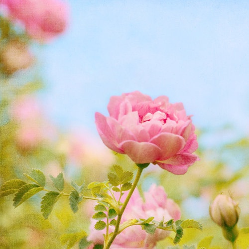 Дарья Дмитриева