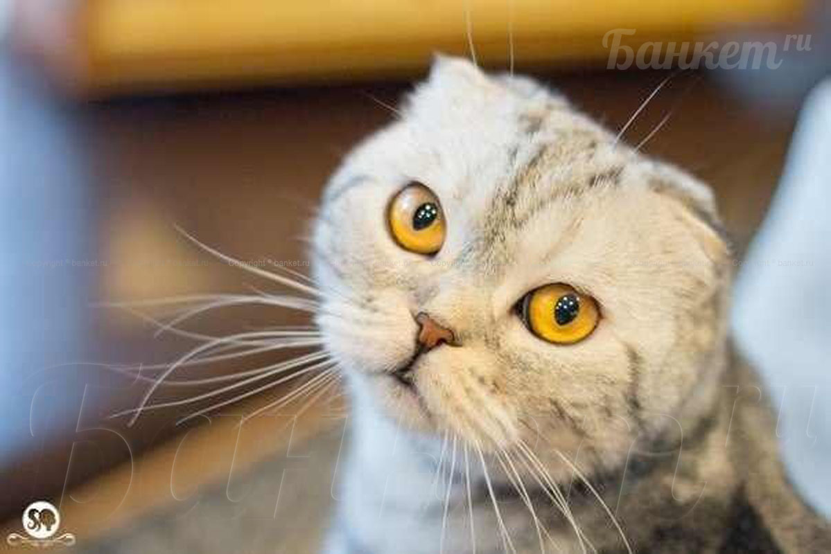 Ресторан — фото 7