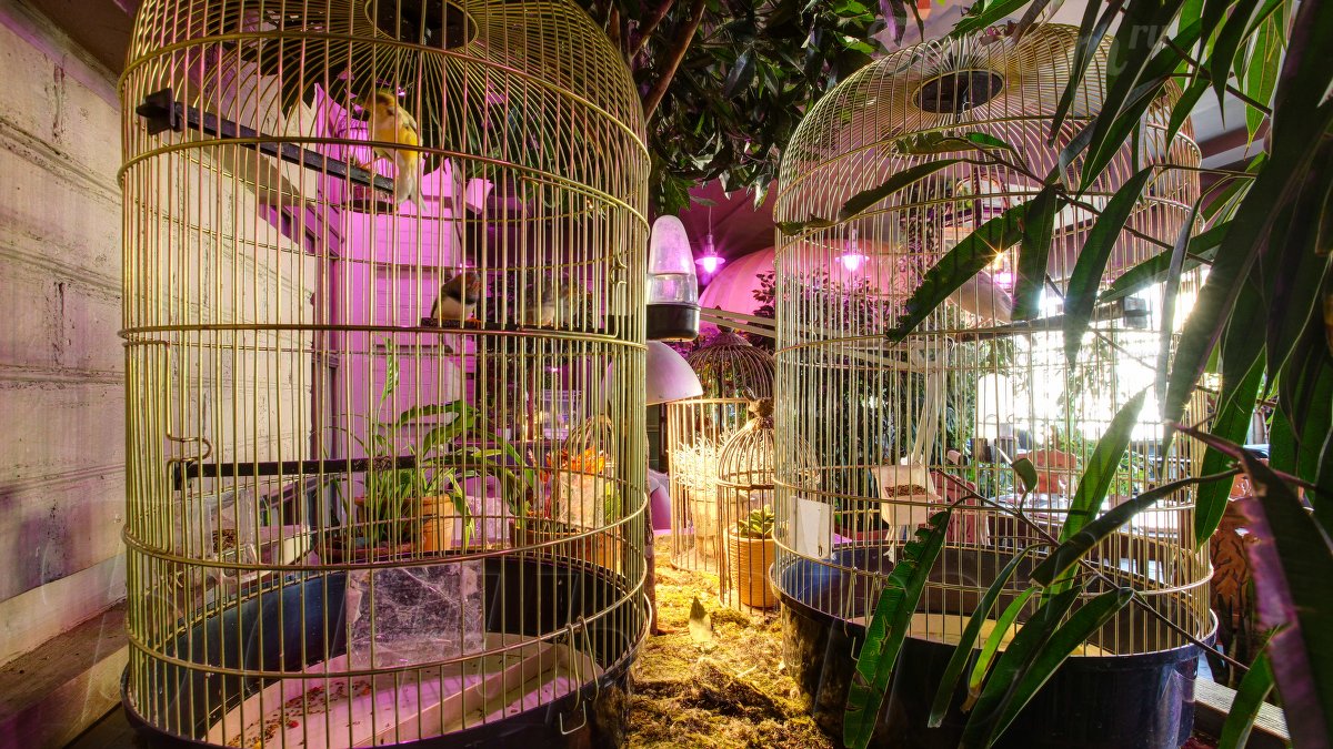 Оранжерея — фото 10