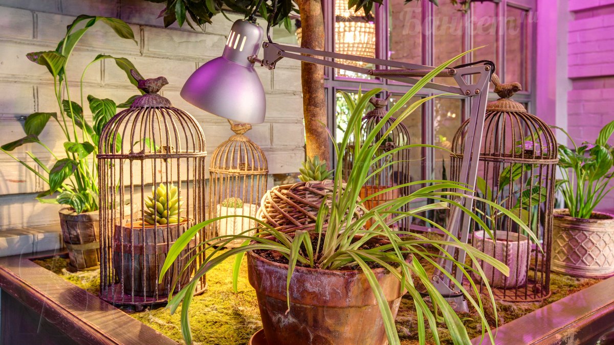 Оранжерея — фото 18