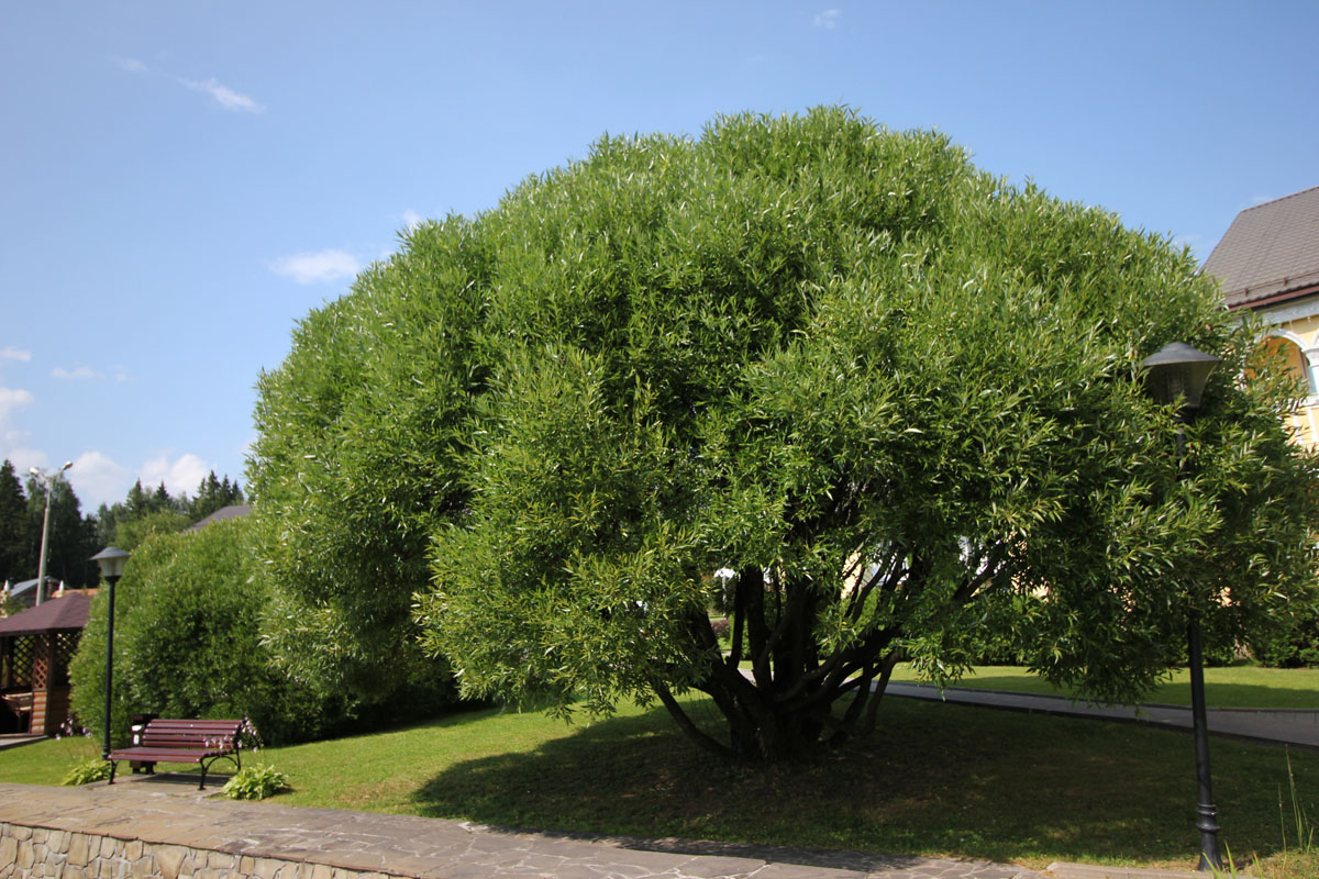 Территория — фото 7