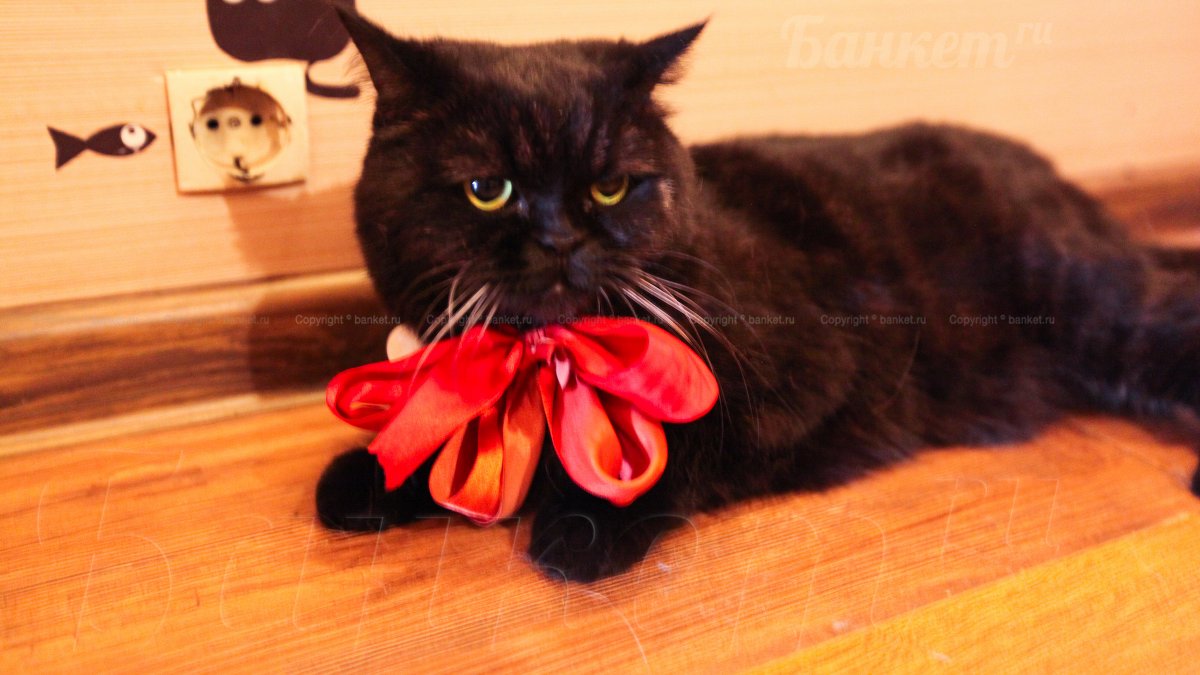 Зал с  рыбками — фото 7