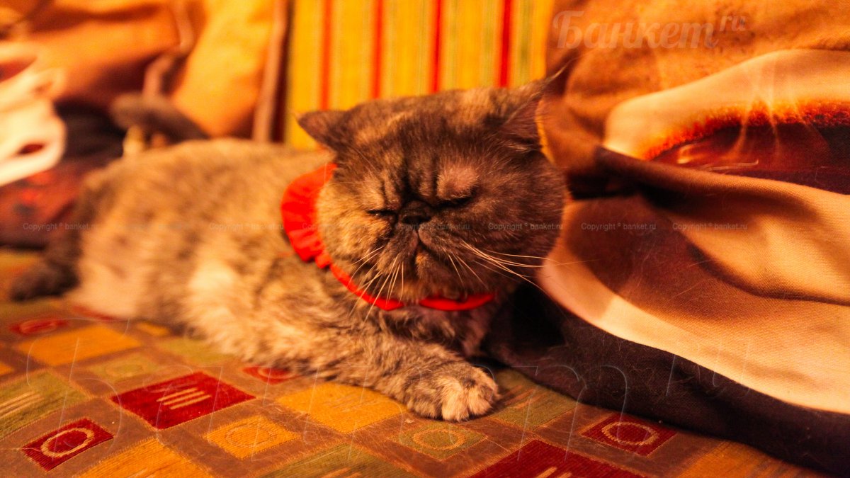 Зал с  рыбками — фото 8