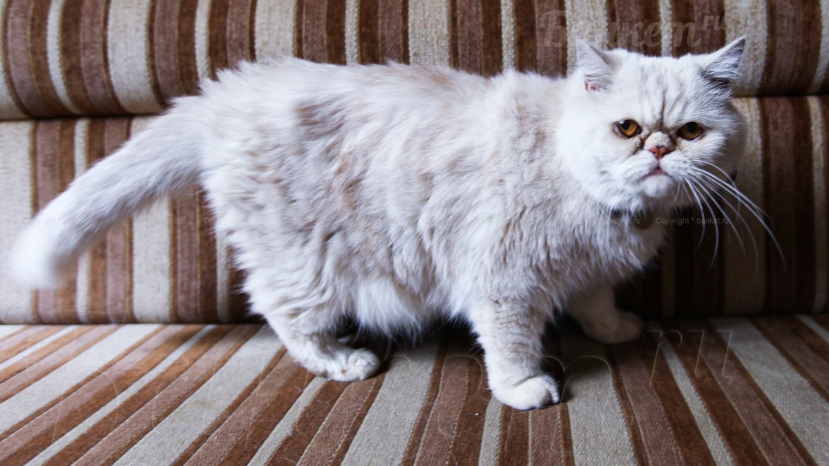 Зал с  рыбками — фото 9