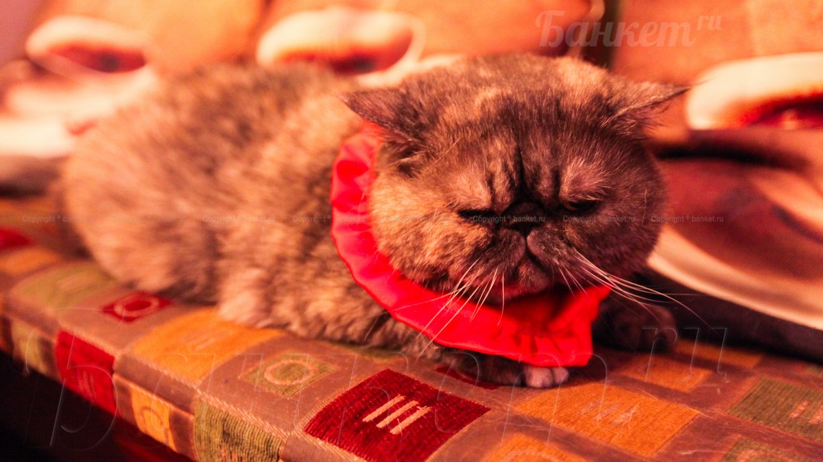 Зал с  рыбками — фото 12