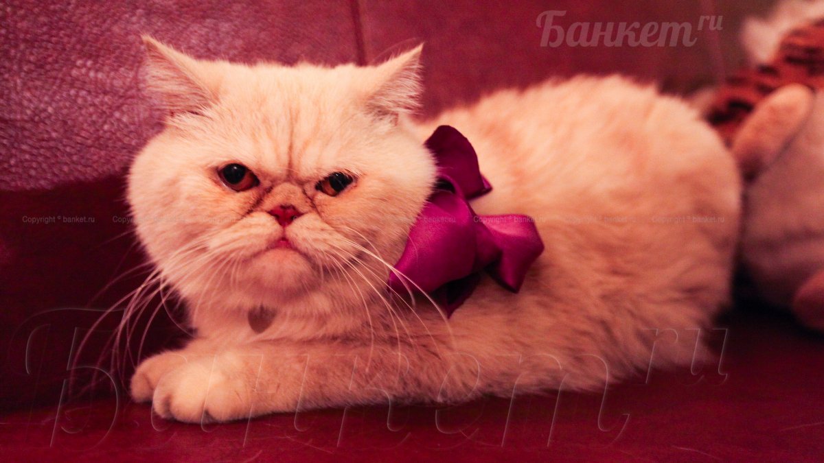 Зал с  рыбками — фото 13