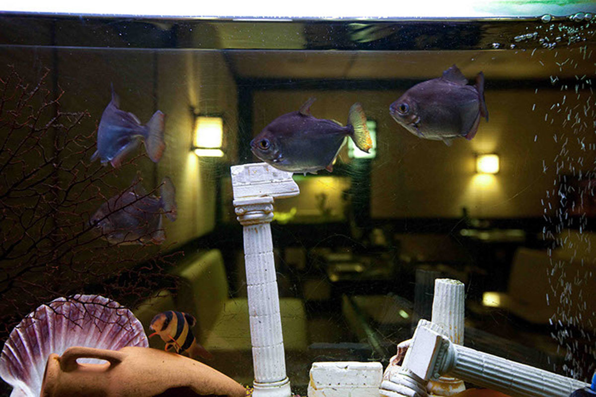 Основной зал — Лаунж ресторан Address Счастья