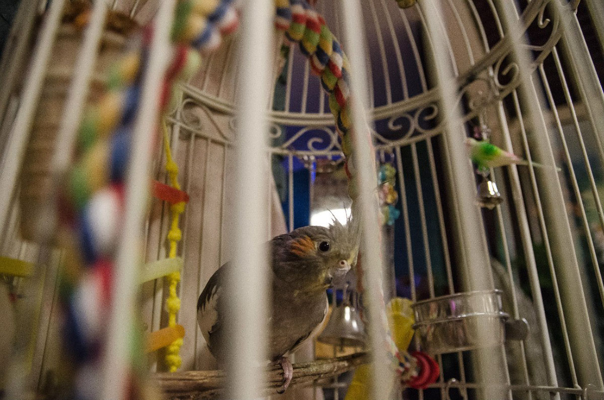 Основной зал — Ресторан Золотой пончик