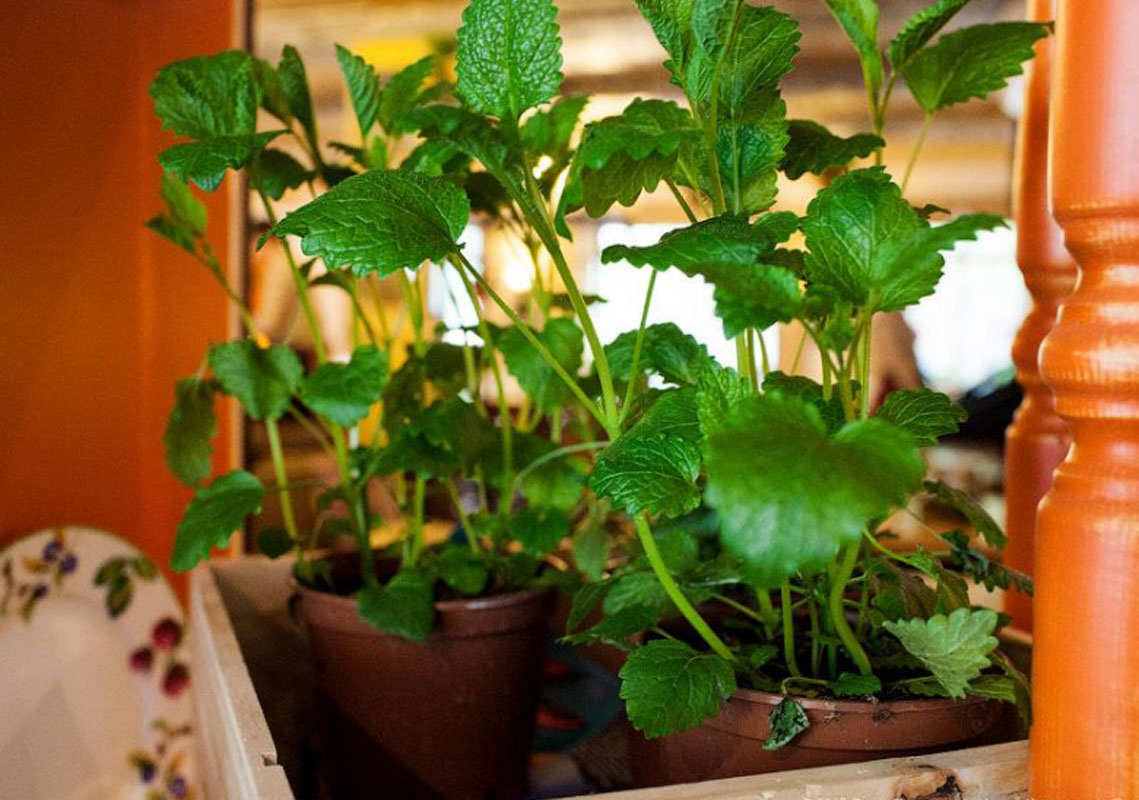 Основной зал — Пеперончино