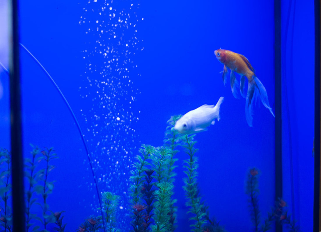 Александрия — Основной зал, фото банкетного зала