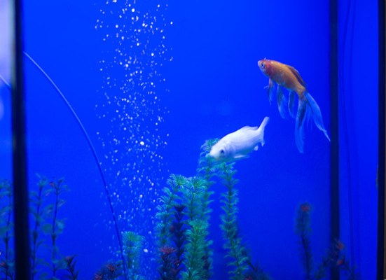 Банкетный зал Александрия