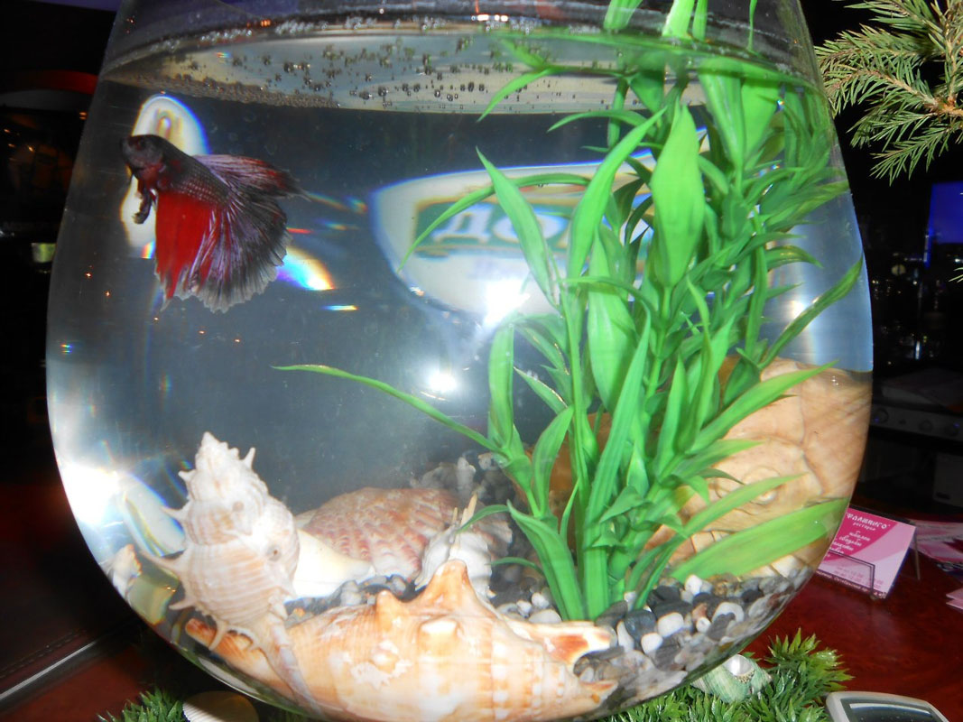 Бар — фото 15