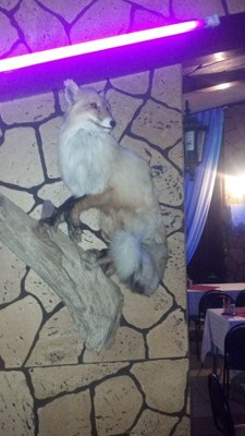 Логотип Опушка