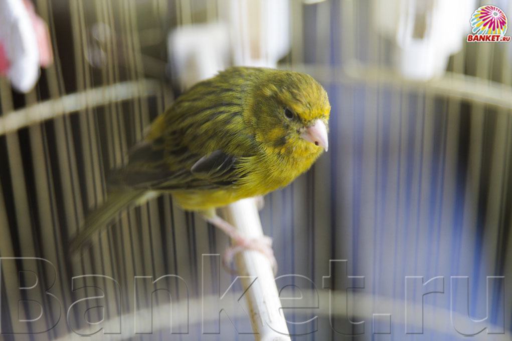 Веранда — фото 84