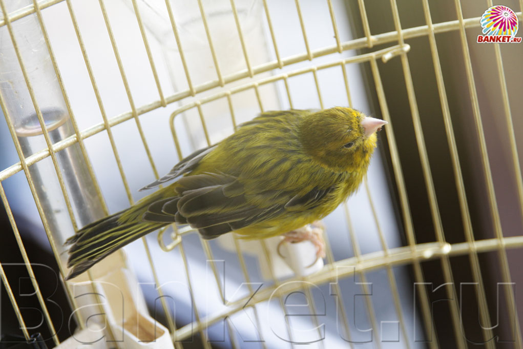 Веранда — фото 85