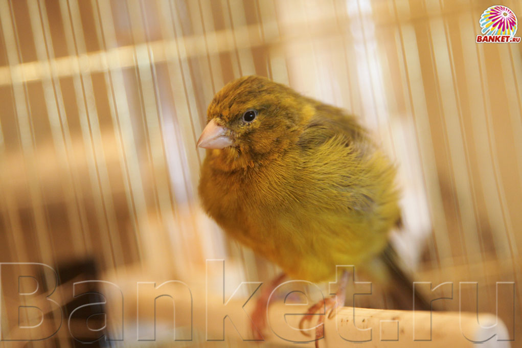 Веранда — фото 86