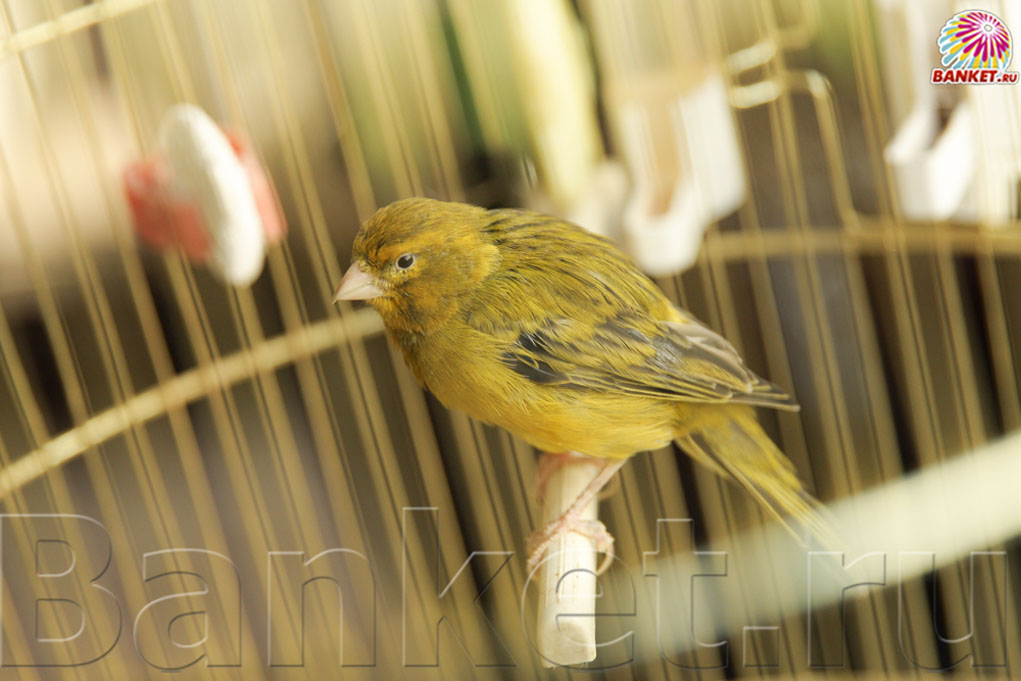 Веранда — фото 87