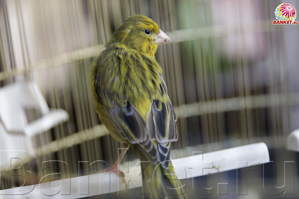 Веранда — фото 88