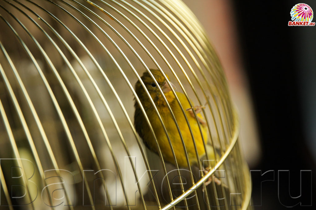 Веранда — фото 89