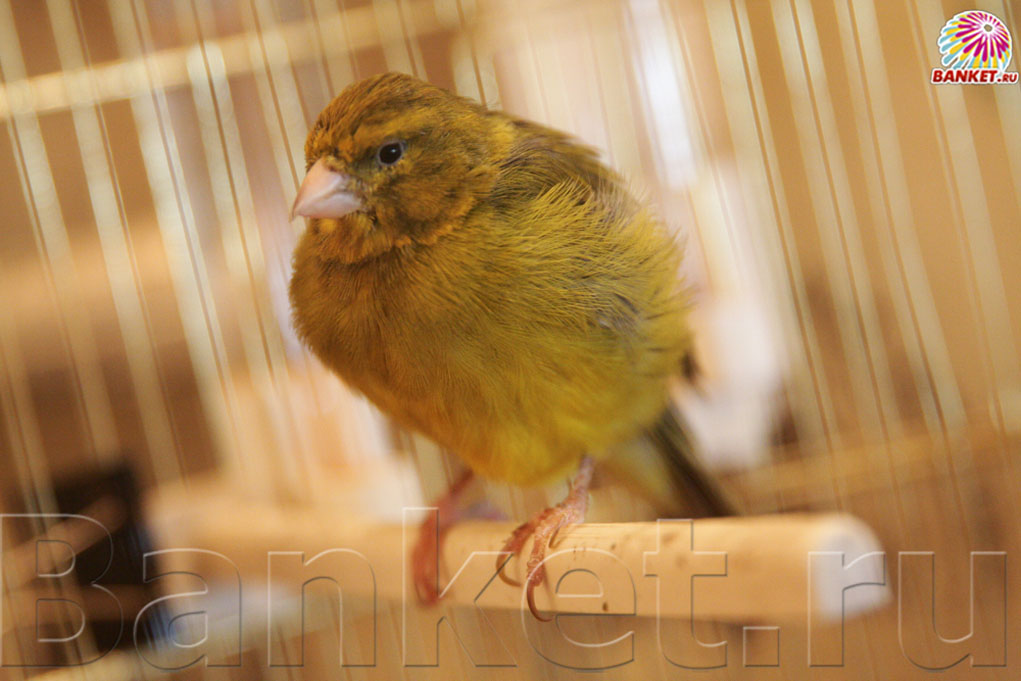 Веранда — фото 90