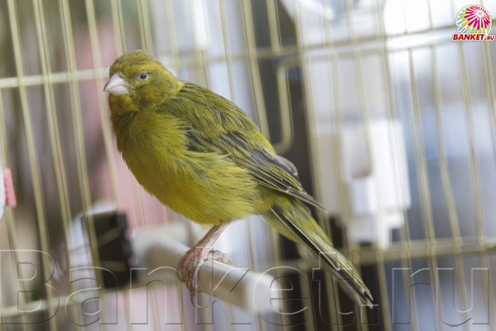 Веранда — фото 91