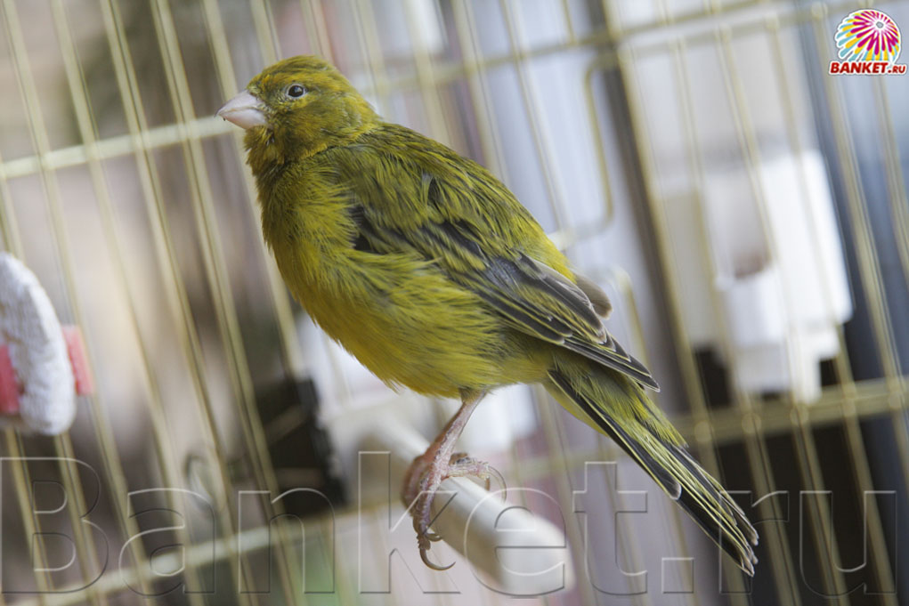 Веранда — фото 92