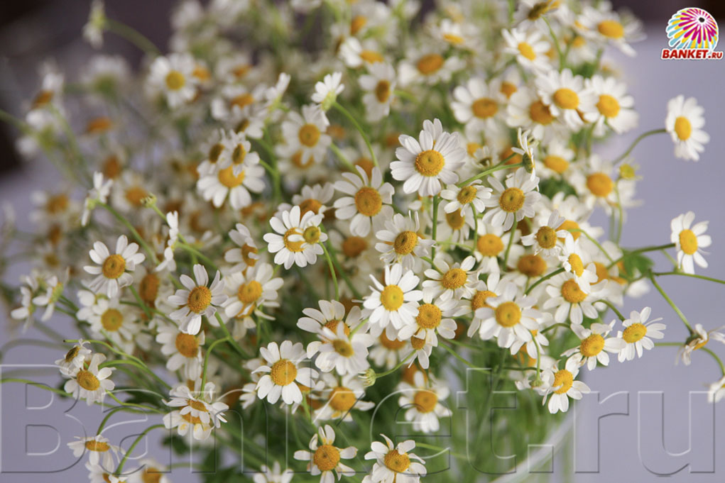 Веранда — фото 95