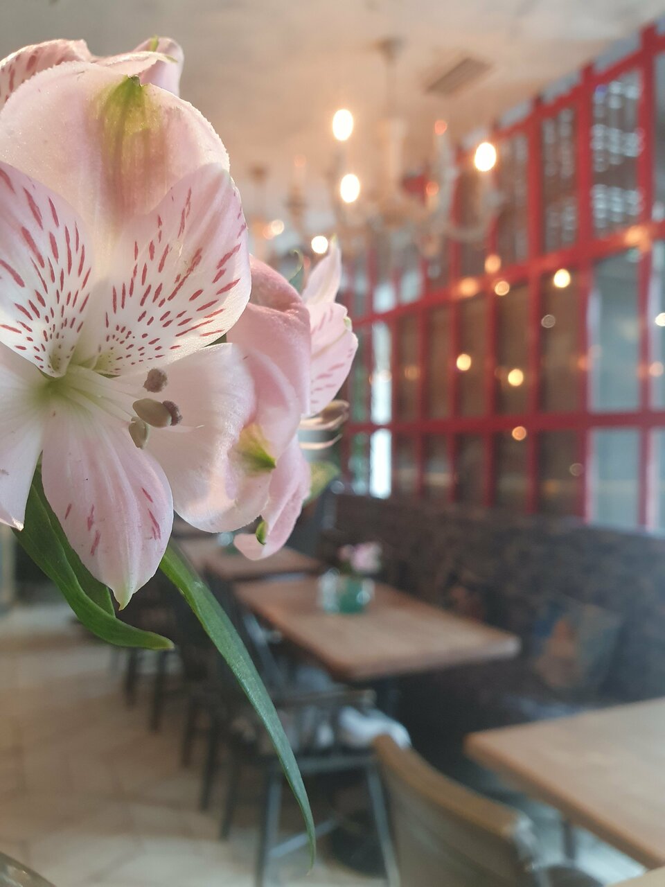 Il pizzaiolo — Il pizzaiolo