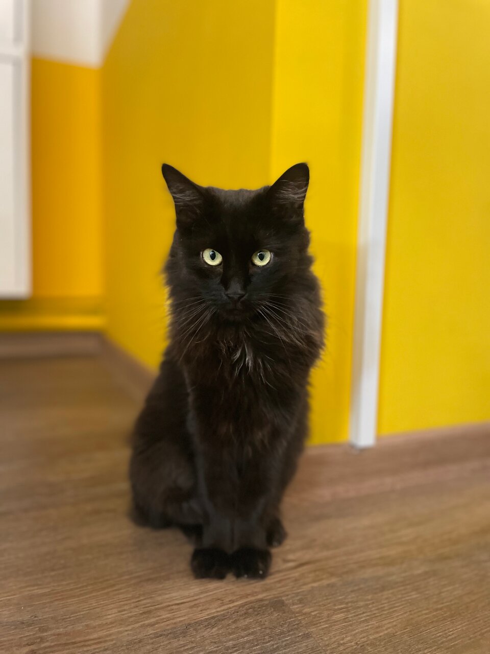 Зал — Котомания