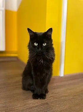 Зал — Котомания