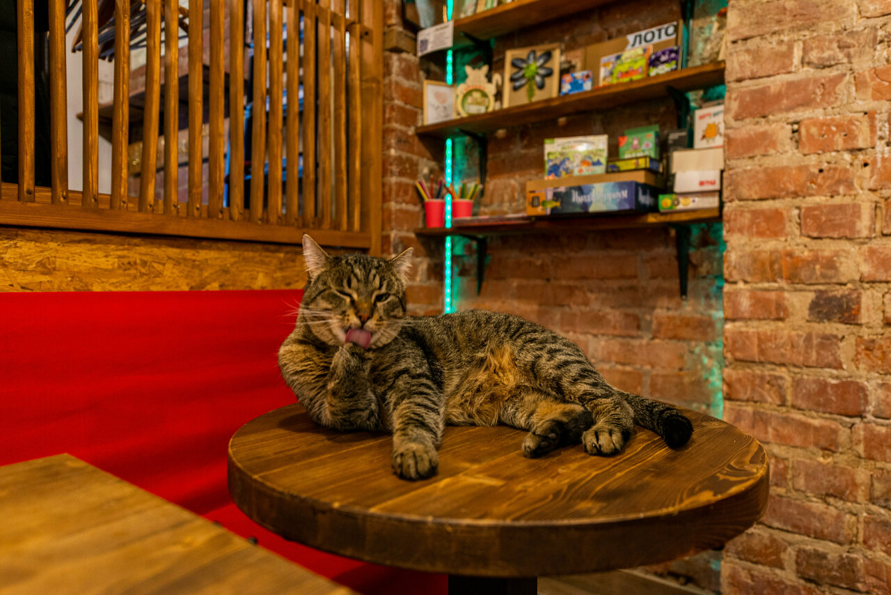 Зал — Котокафе MoreKoT