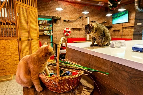 Котокафе MoreKoT, Москва — фото площадки
