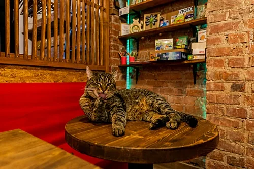 Котокафе MoreKoT, Москва — фото площадки