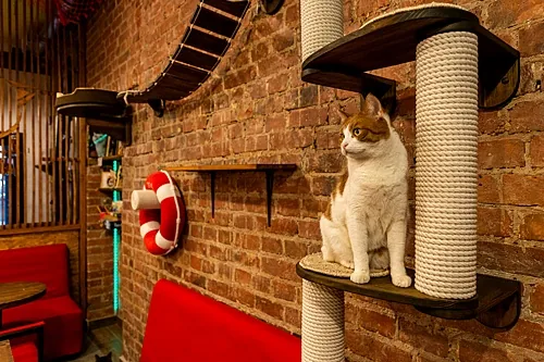 Котокафе MoreKoT, Москва — фото площадки