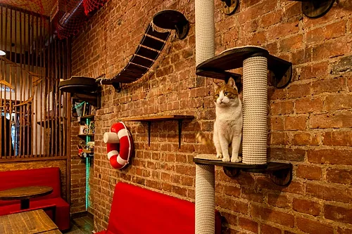 Котокафе MoreKoT, Москва — фото площадки