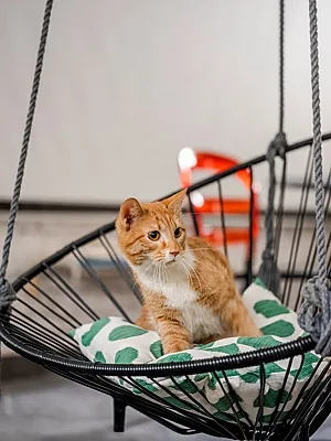 Котобюро, Зал — фото
