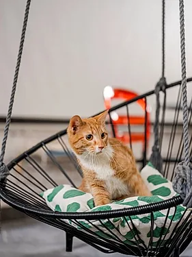 Котобюро, Москва — фото площадки