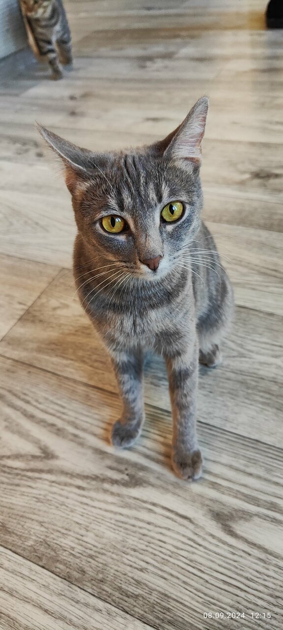Зал — Котомания