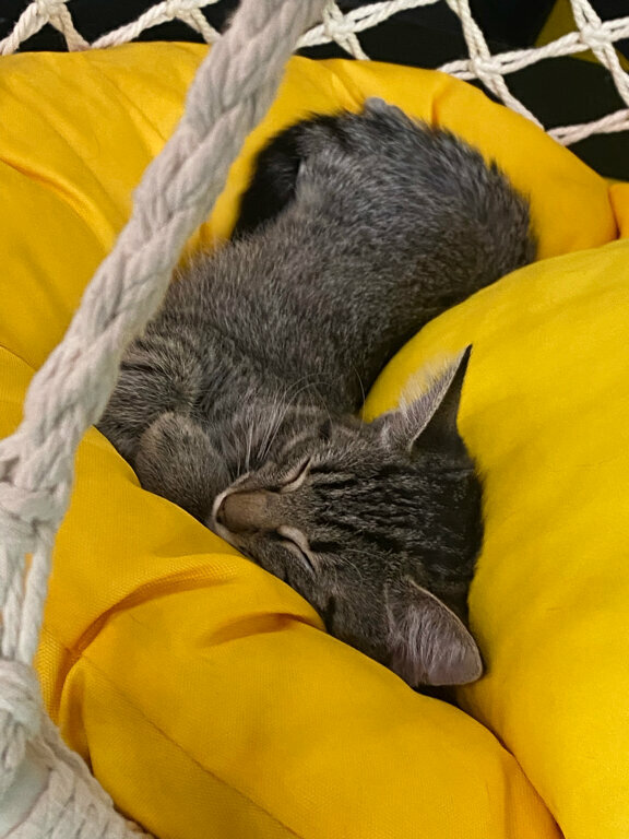 Зал — Котомания