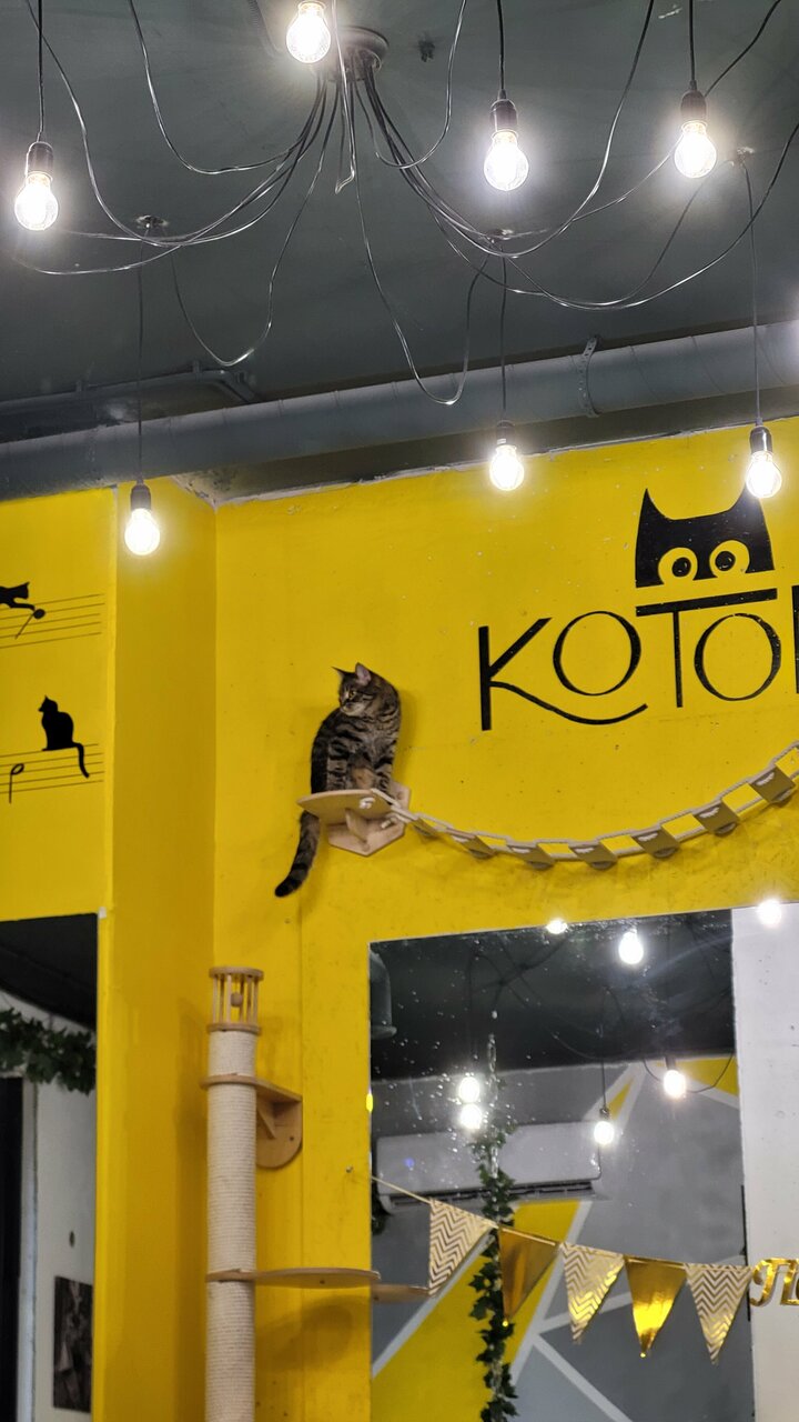 Зал — Котомания