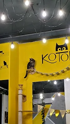 Котомания, Зал — фото
