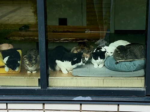 Зал — Котомания