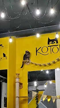 Зал — Котомания